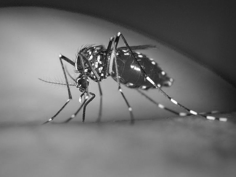 CEPI awards up to US $14.1 million to consortium of IVI and Bharat ...